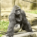 Harambe