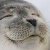 Chillseal