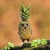 Pineapple Owl