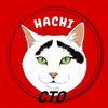 Hachi The Cat