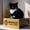 BABY BINANCE CAT