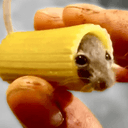 mouse in pasta